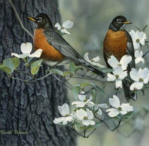 Springtime Robins Giclee Print on Wrapped Canvas by Artist Russell Cobane