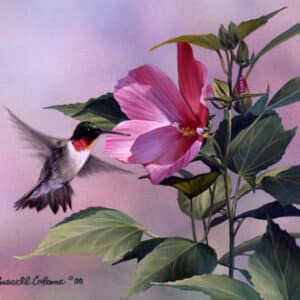 Hibiscus Hummingbird Giclee Print