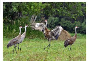 Horizontal Sandhill Cranes Photo Cutting Board