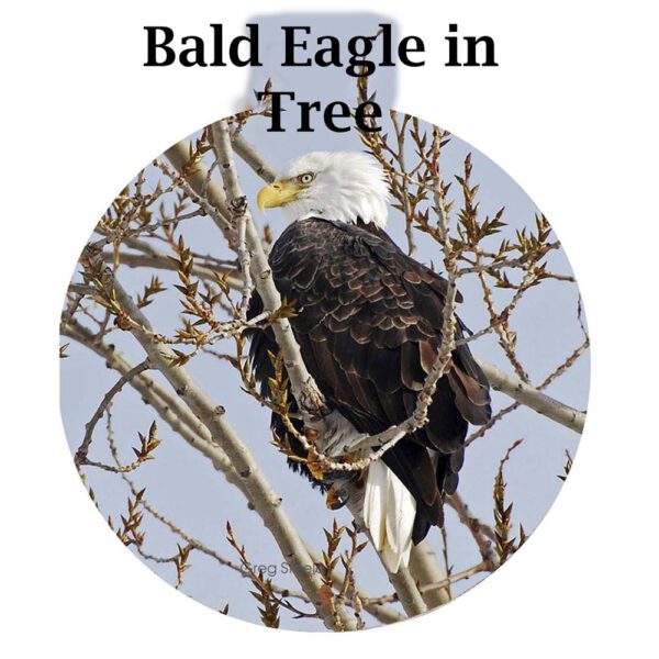 Metal Photo Ornament Bald Eagle In Tree