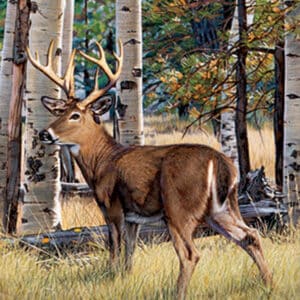 Fall Whitetail Giclee Print on Wrapped Canvas by Artist Russell Cobane