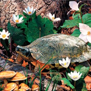 Forest Wood Turtle Giclee Print on Wrapped Canvas by Artist Russell Cobane