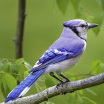 Blue Jay Image