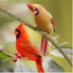 Cardinals Square Image