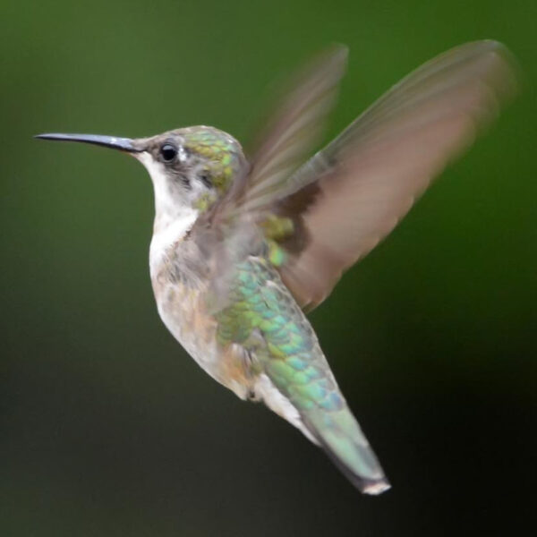 Hummingbird Image
