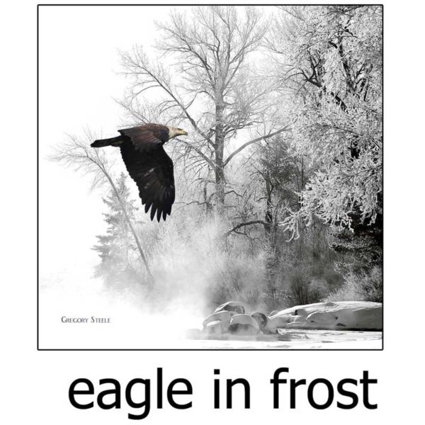 Eagle in Frost