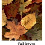 Fall Leaves
