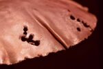 Mushroom Cap Copper LED Landscape Light Bare Copper Details