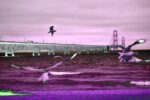 Mackinac Bridge Seagulls Wall Art