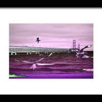 Mackinac Bridge Seagulls Print