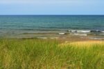 Beach Grass Wall Art