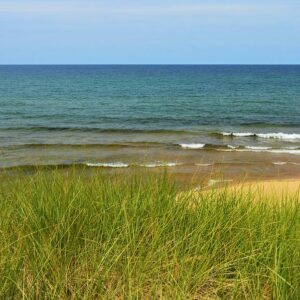 Beach Grass Wall Art