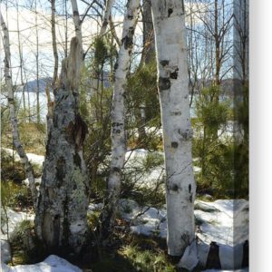 Winter Birch Canvas Print