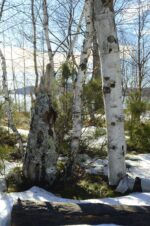 Winter Birch Wall Art