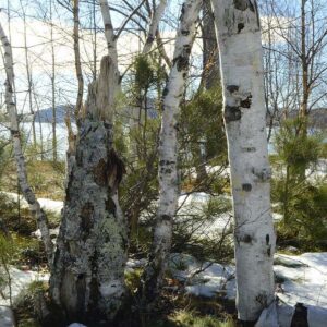 Winter Birch Wall Art