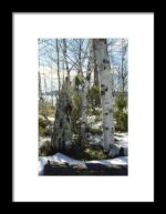 Winter Birch Print