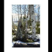 Winter Birch Print