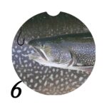 Michigan Fish Car Coaster 6
