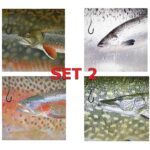 Set 2 Square Coasters Neoprene Michigan Fish Coasters