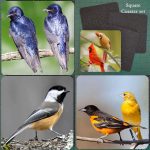 Neoprene Michigan Bird Coaster Set