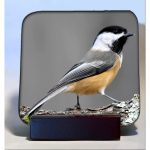 hardboard coaster chickadee