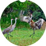 Michigan Bird Car Coaster Set Neoprene Car Cup Holder Coasters - Image 10