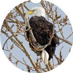 Michigan Bird Car Coaster Set Neoprene Car Cup Holder Coasters - Image 3