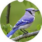 Michigan Bird Car Coaster Set Neoprene Car Cup Holder Coasters - Image 7