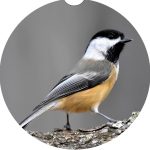 Michigan Bird Car Coaster Set Neoprene Car Cup Holder Coasters - Image 6