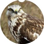 Michigan Bird Car Coaster Set Neoprene Car Cup Holder Coasters - Image 11