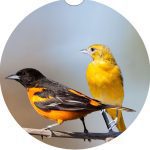Michigan Bird Car Coaster Set Neoprene Car Cup Holder Coasters - Image 5
