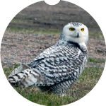 Michigan Bird Car Coaster Set Neoprene Car Cup Holder Coasters - Image 9