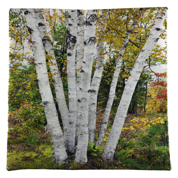 Fall Birch Trees Pillow