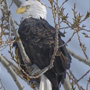 Bald Eagle Garden Flag