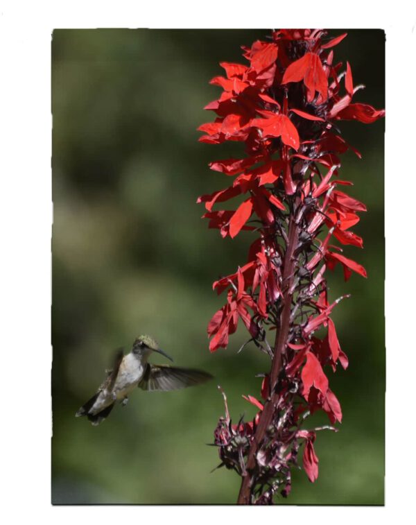 Hummingbird Floral Garden Flag